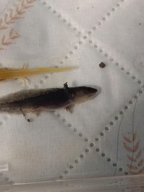 恐龍魚吃小魚嗎圖片大全