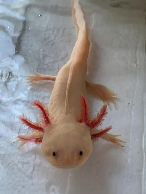 恐龍魚吃小魚嗎圖片大全