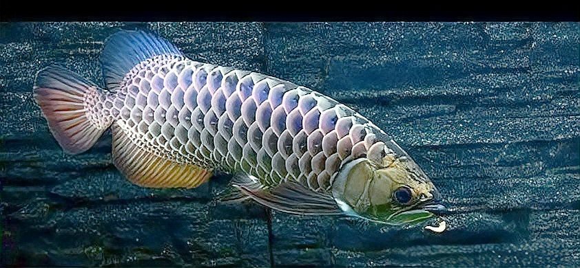 龍魚(yú)內(nèi)蒙眼正確答案