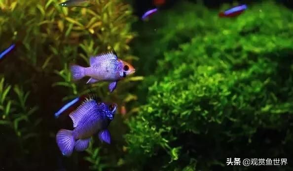 觀賞魚論壇