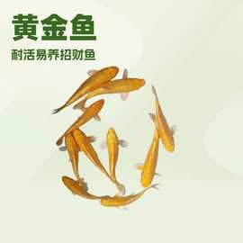金龍魚價格表一覽表