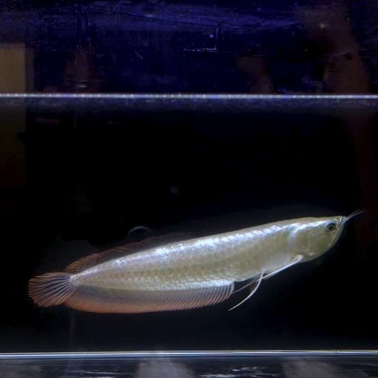 銀龍魚多少元一條圖片