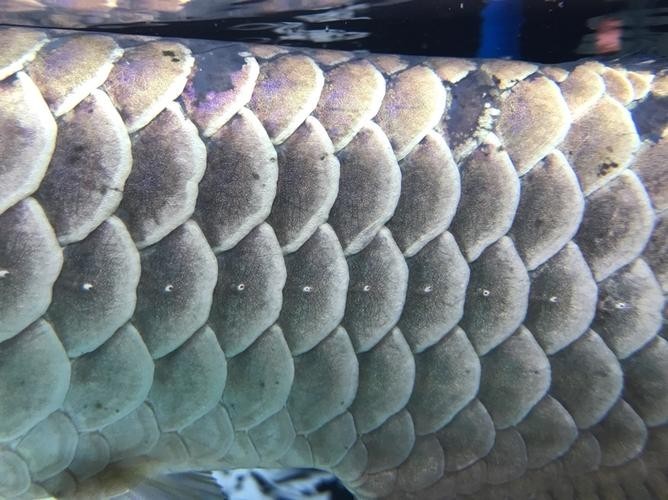 銀龍魚身上黑斑圖片