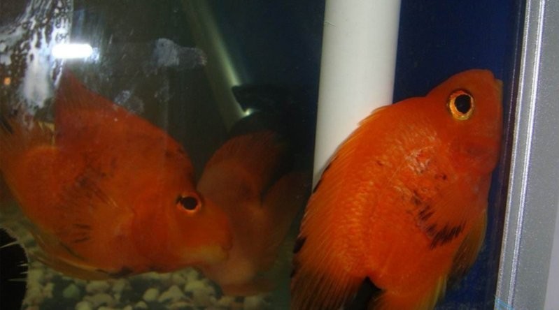 銀龍魚身上黑斑圖片