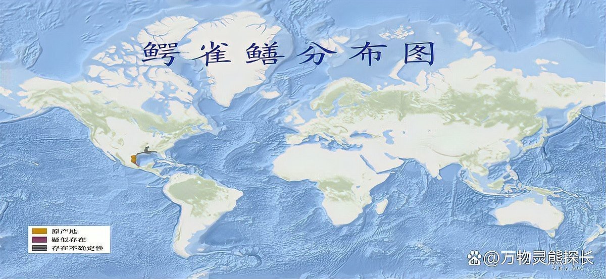 鱷雀鱔餓幾天會(huì)死嗎