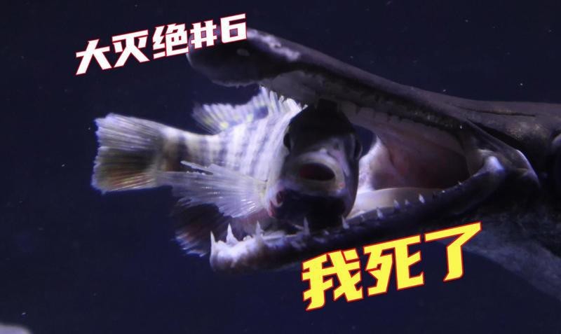鱷雀鱔餓幾天會(huì)死嗎