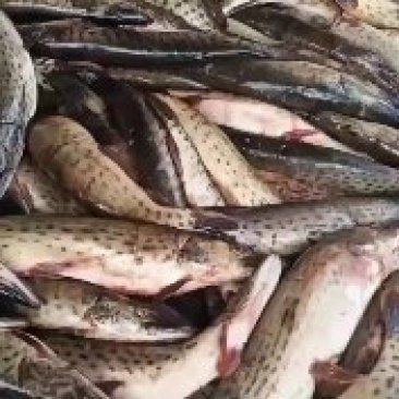 狗魚價格一斤多少錢