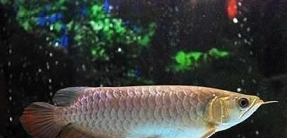 龍魚喂小魚需要消毒嗎