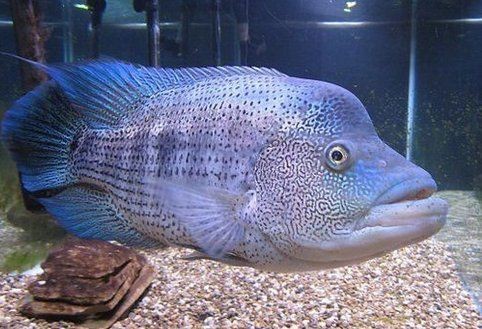 攻擊性最強的魚 攻擊性最強的魚 龍魚論壇 第4張