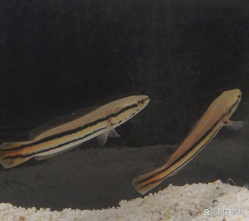 攻擊性最強的魚 攻擊性最強的魚 龍魚論壇 第8張