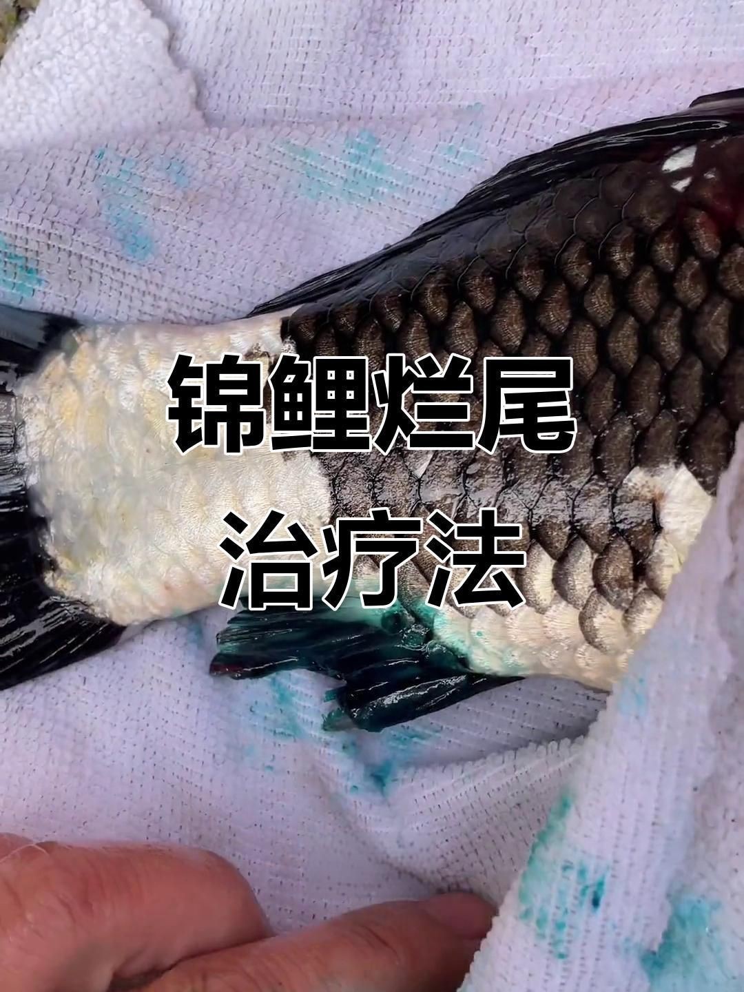 觀賞魚爛嘴用什么藥治療