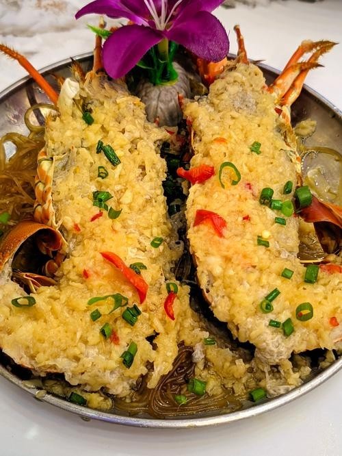 高背紅龍魚飼養難度如何，如何飼養高背紅龍魚