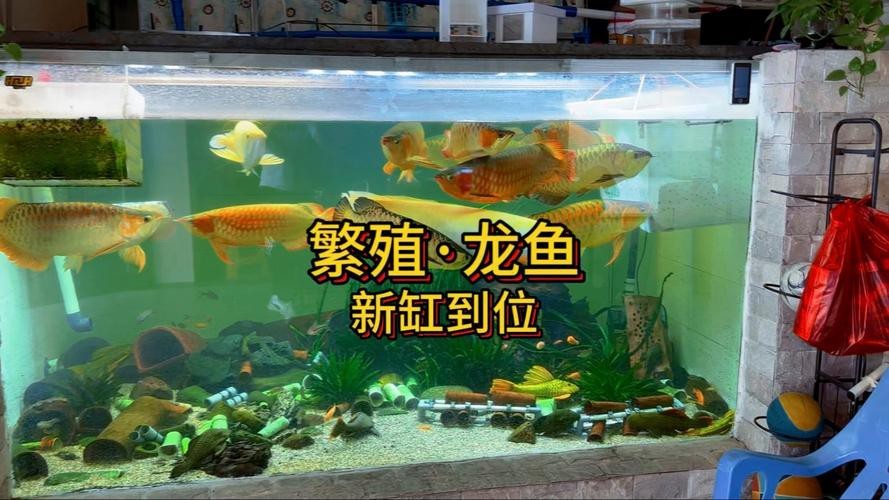 印尼紅龍魚喂養方法圖片大全集