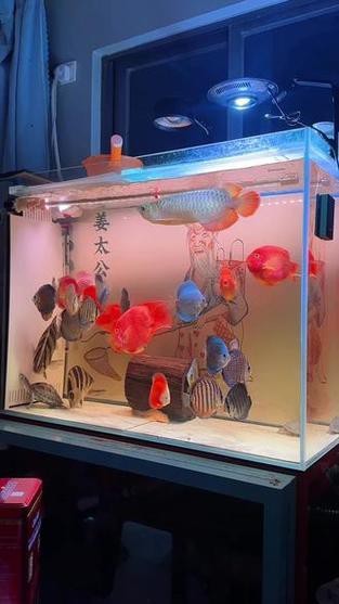 印尼紅龍魚喂養方法圖片大全集