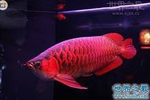 超血紅龍魚多少錢一條