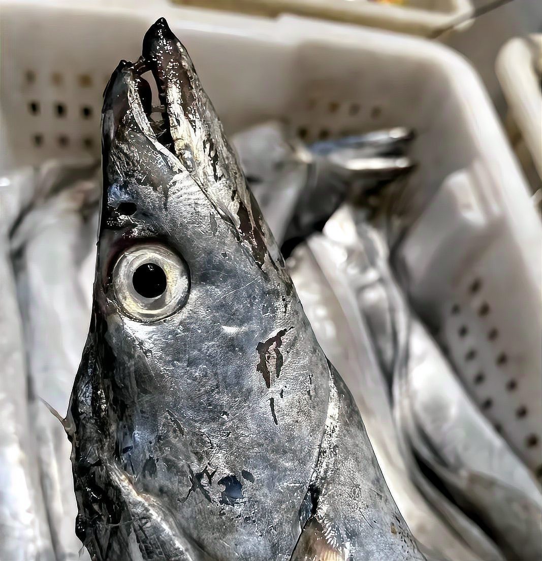 銀龍魚和帶魚的市場價格差異大嗎？