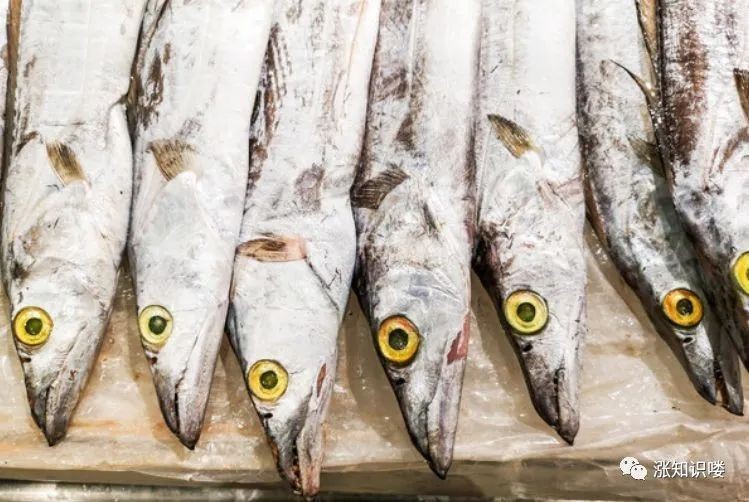 銀龍魚和帶魚的市場價格差異大嗎？