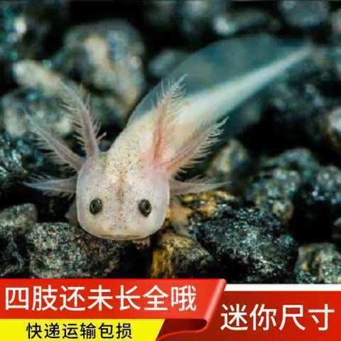 六角恐龍魚多少錢一條圖片