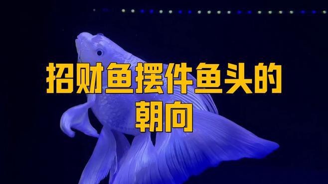 龍頭魚擺件擺放有哪些講究？
