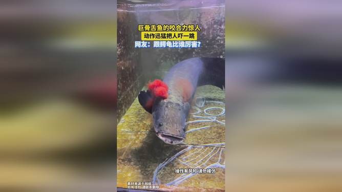 鱷龜vs巨骨舌魚