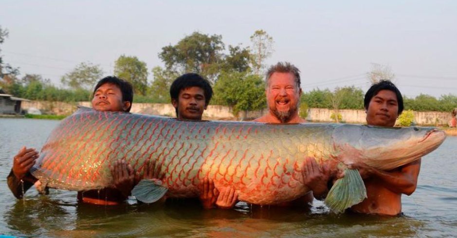鱷龜vs巨骨舌魚