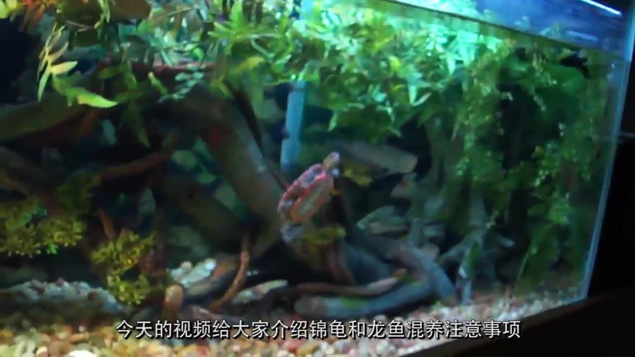 龍魚和烏龜混養有哪些注意事項？