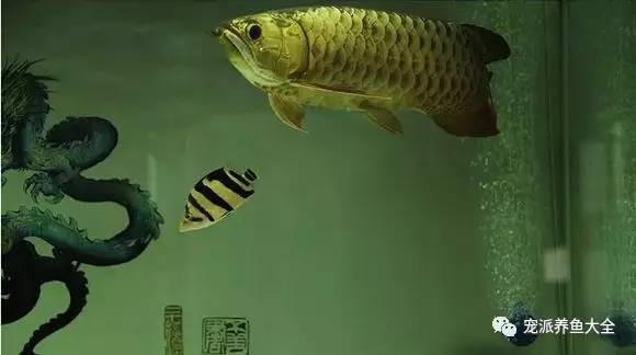 龍魚虎魚混養用什么底色好看圖片