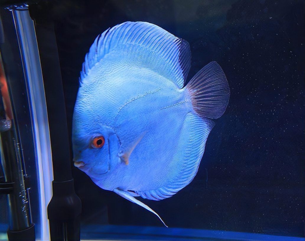 紅色七彩神仙魚品種