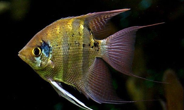 紅色七彩神仙魚品種