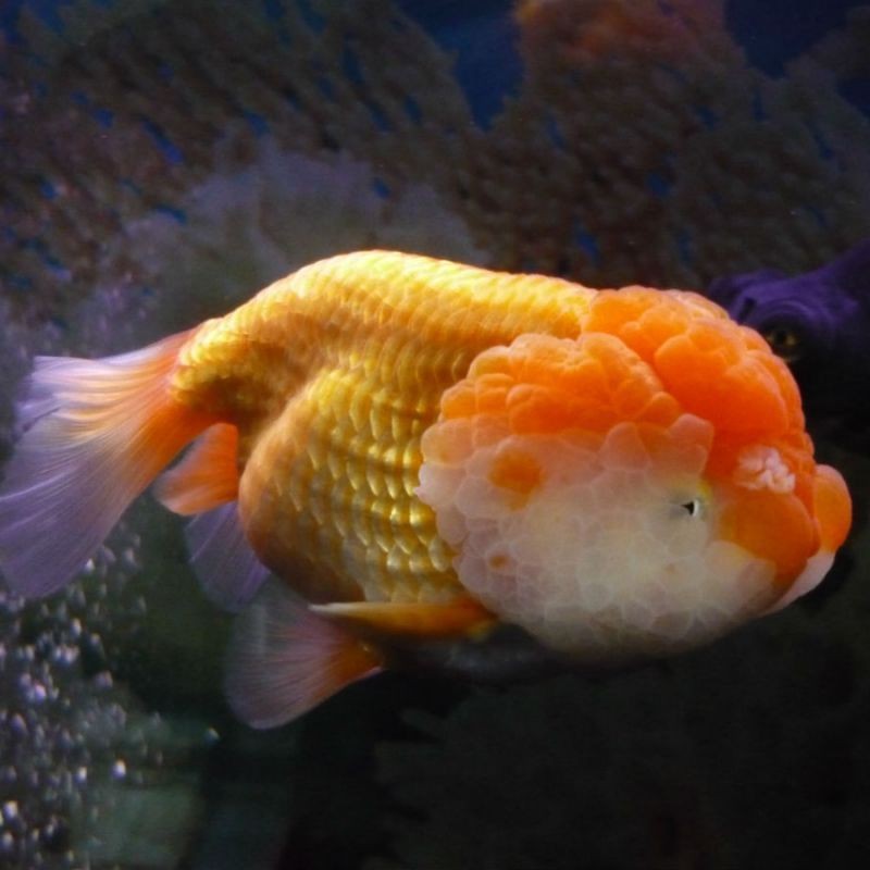 虎頭金魚