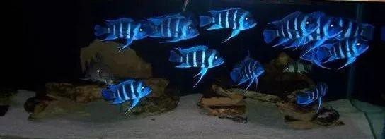 薩伊藍一年能長多大