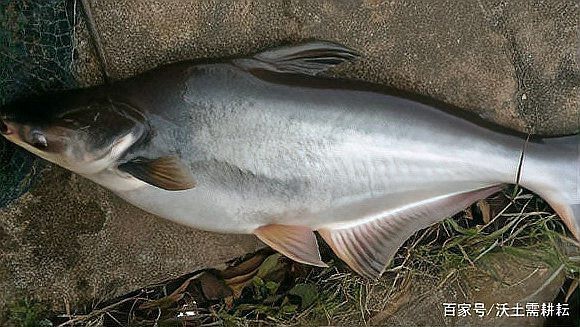 淡水虎頭鯊養(yǎng)殖技術(shù)