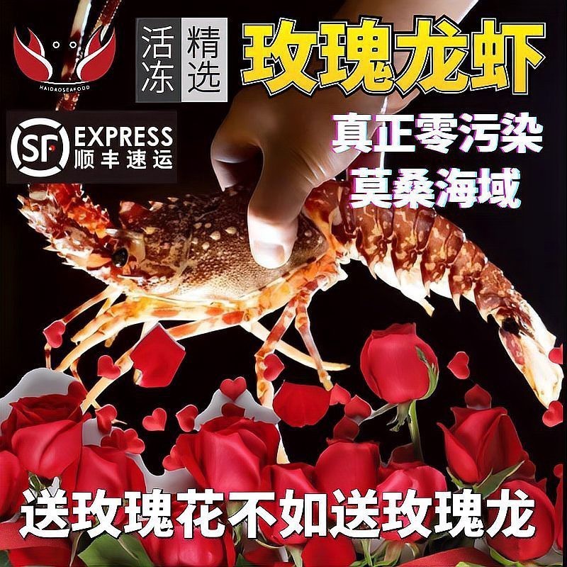 澳洲大龍蝦