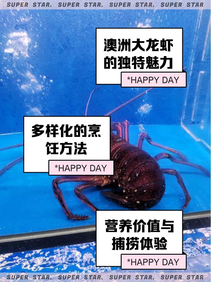 澳洲大龍蝦