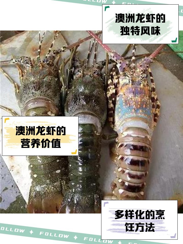 澳洲大龍蝦