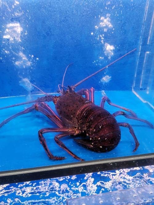 澳洲大龍蝦
