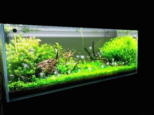 銀龍魚半年能長多大魚（銀龍魚兩年能長多大）