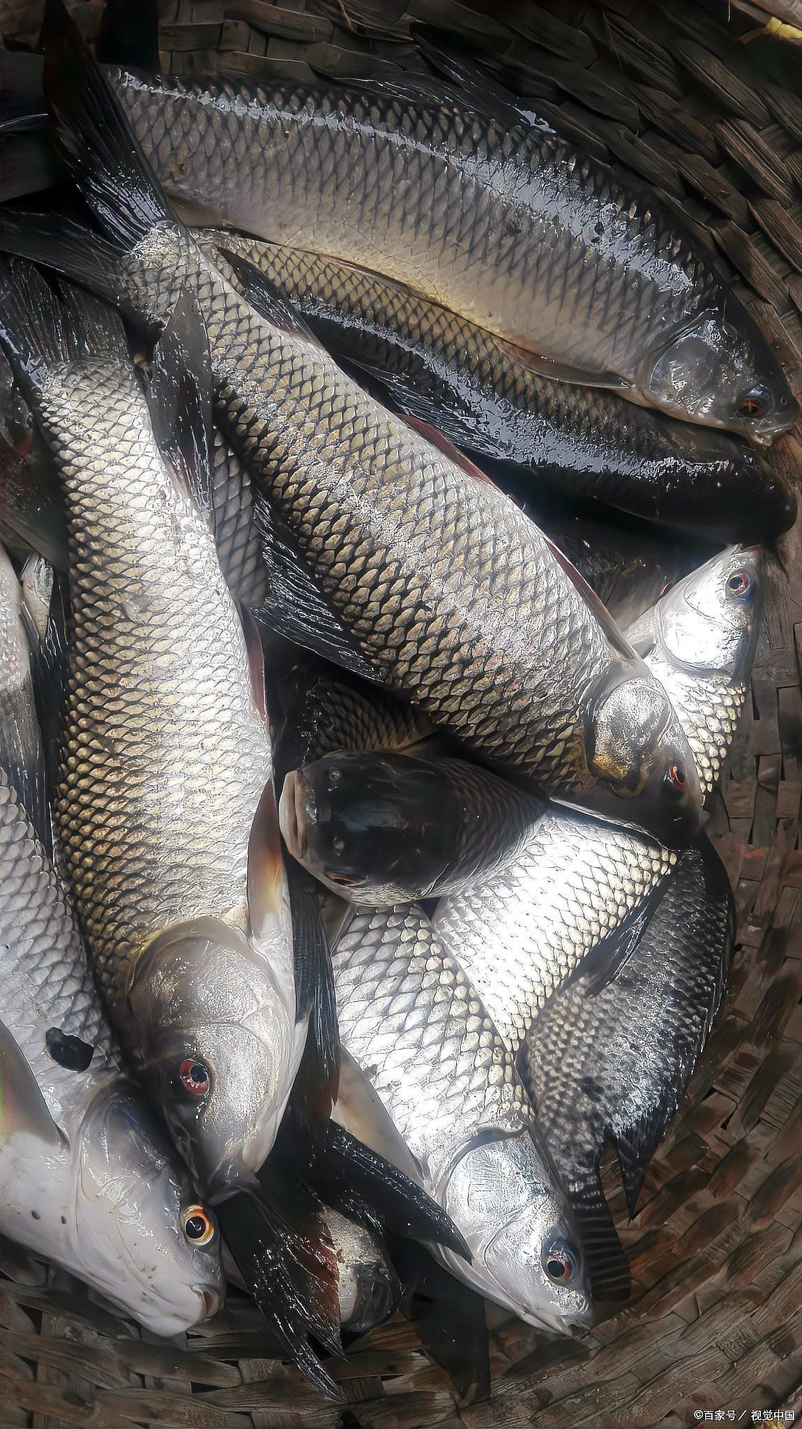 烏魚和龍魚哪個好吃