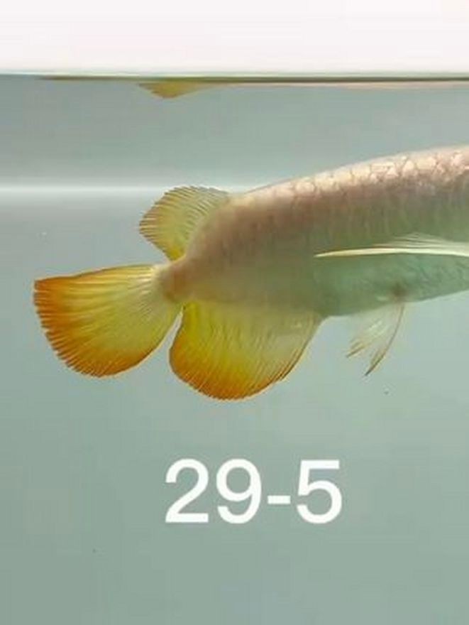 龍魚場祥龍魚場2024年價格表
