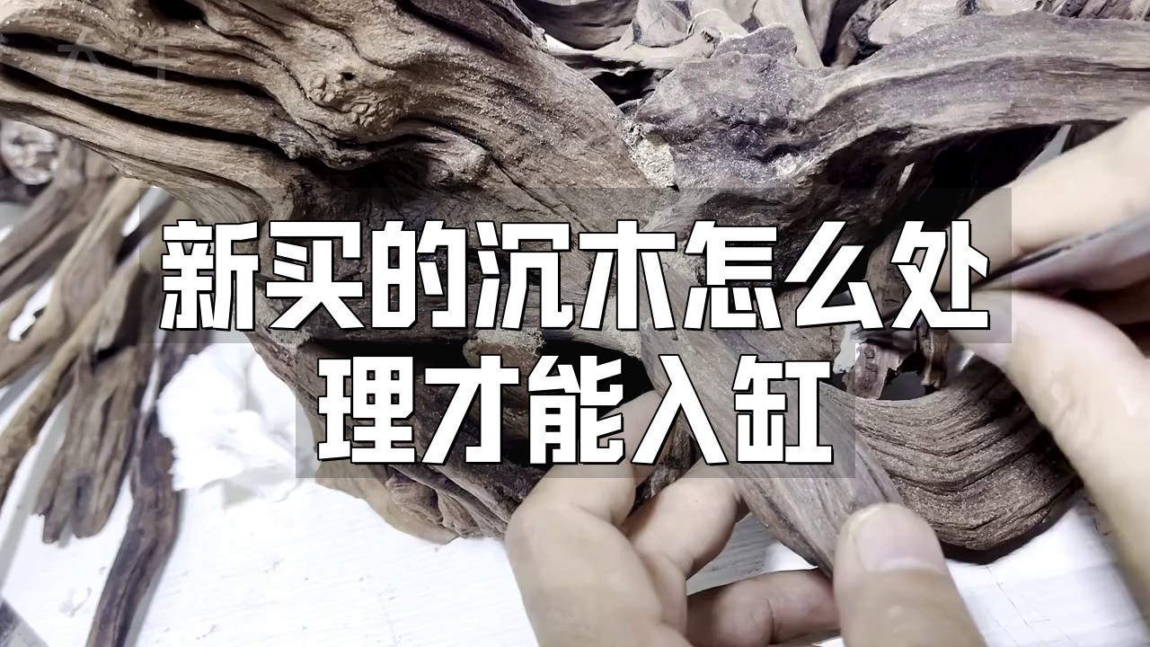 龍魚缸沉木需要消毒嗎？
