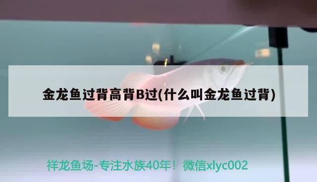 北京龍魚養殖基地地址電話（北京龍魚養殖基地地址：北京市朝陽區xx路xx號）