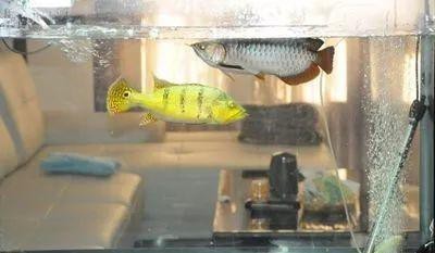 巴西亞咬龍魚嗎