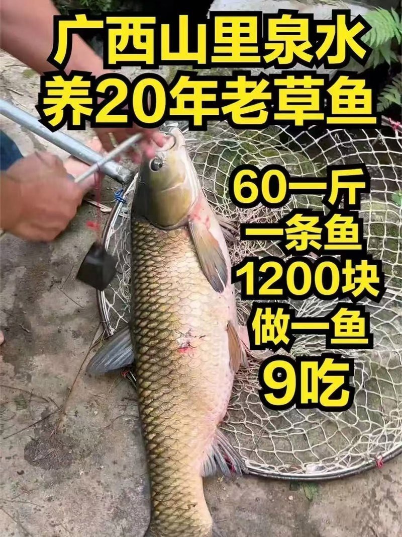 普通魚一般多少錢一條