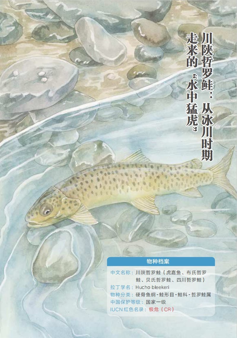 世界上最大的哲羅鮭魚