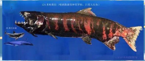 世界上最大的哲羅鮭魚