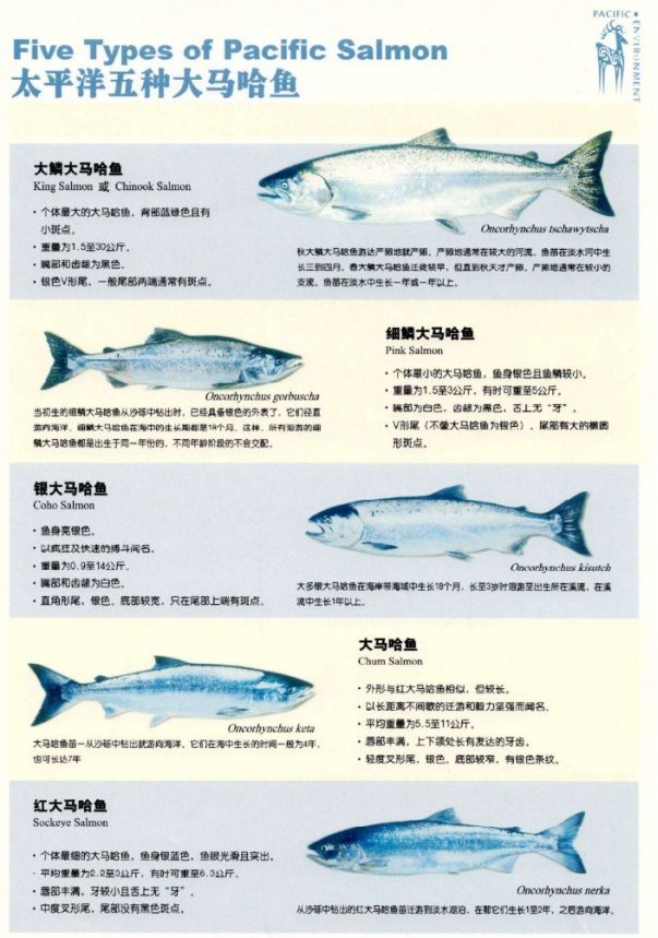世界上最大的哲羅鮭魚
