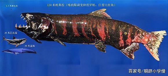 世界上最大的哲羅鮭魚