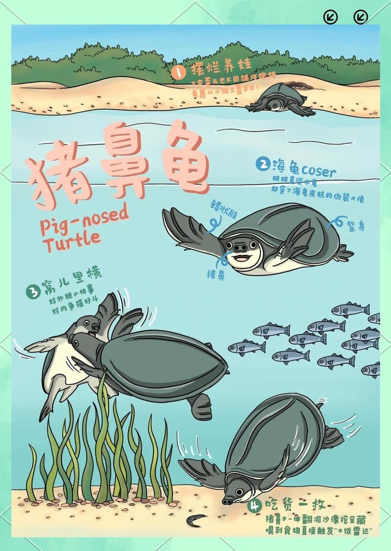 淡水豬鼻魚是什么魚