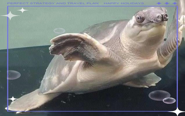 淡水豬鼻魚是什么魚