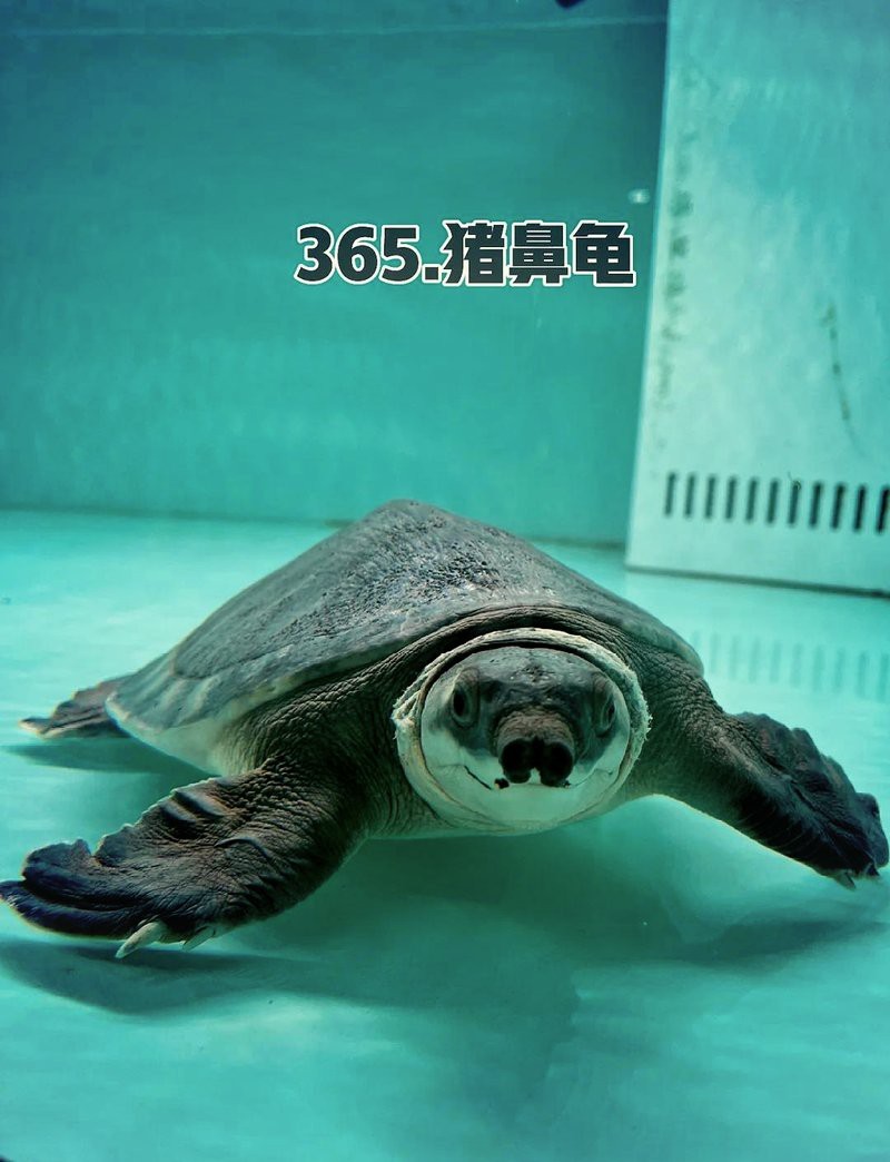 淡水豬鼻魚是什么魚